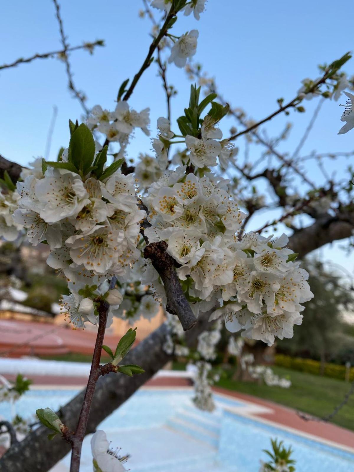 B&B La Rosa Salerno Exteriér fotografie